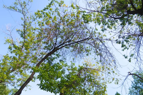Zelené Listy Stromu Zespodu Nebe — Stock fotografie