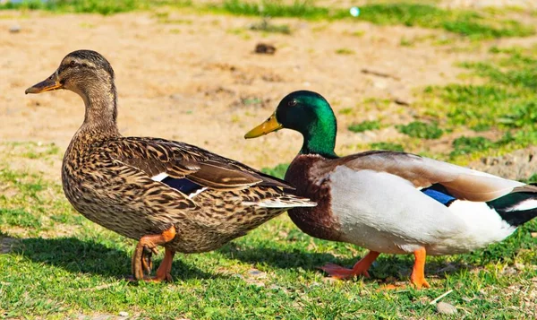 Patos Salvajes Prado Verde — Foto de Stock