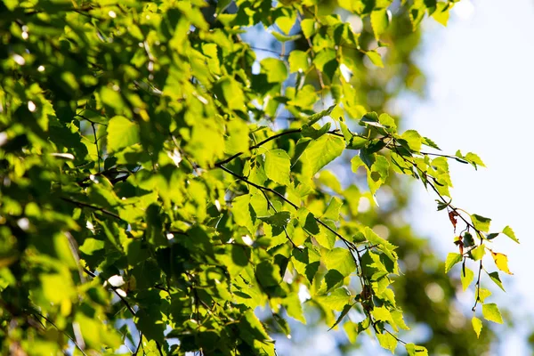 Björk Skog Sommaren Natur Landskap — Stockfoto