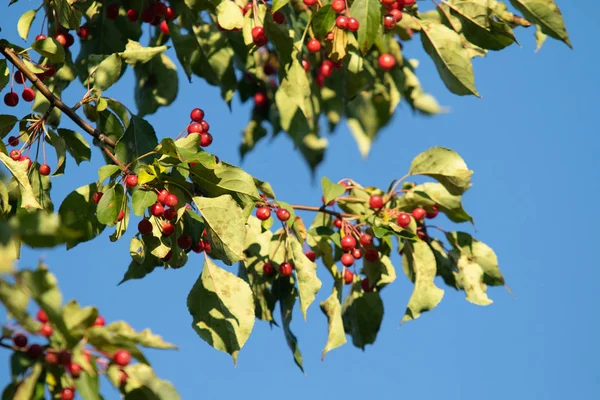 Pomme Sauvage Arbre Fruitier Rouge Nature — Photo