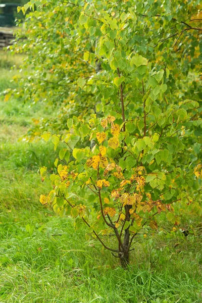 Foresta Autunnale Alberi Decidui Paesaggio — Foto Stock