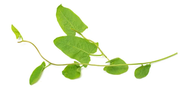 Hojas Verdes Una Enredadera Sobre Fondo Blanco — Foto de Stock