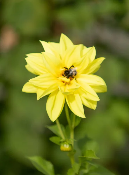 Parlak Çiçekler Doğaya Yakın Çekim — Stok fotoğraf