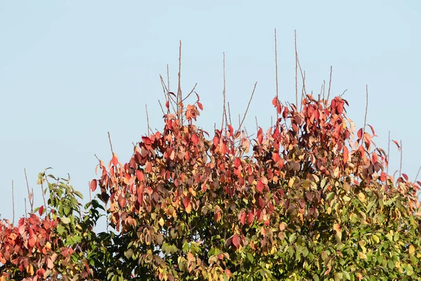 Осенний Лес Лиственные Деревья Пейзаж — стоковое фото