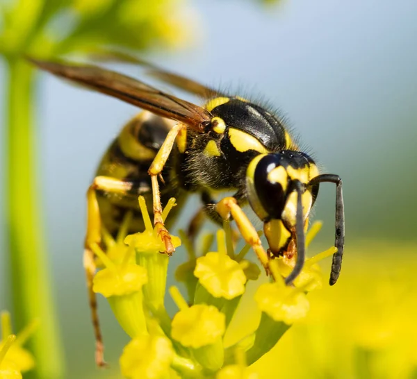 Una Avispa Sienta Una Flor Amarilla Macrofotografía — Foto de Stock