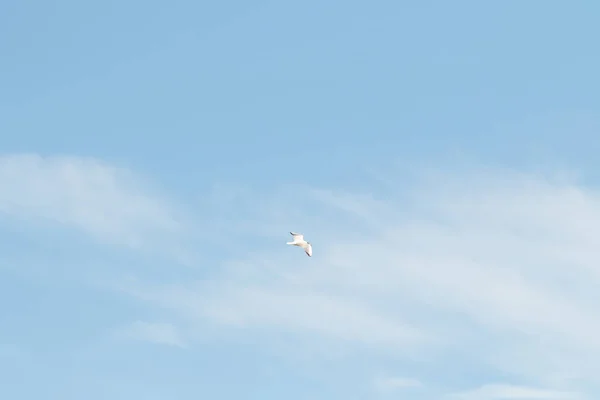 Aves Gaviotas Cielo Azul Nubes Blancas Día — Foto de Stock