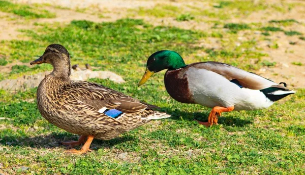 Wildenten Auf Einer Grünen Wiese — Stockfoto