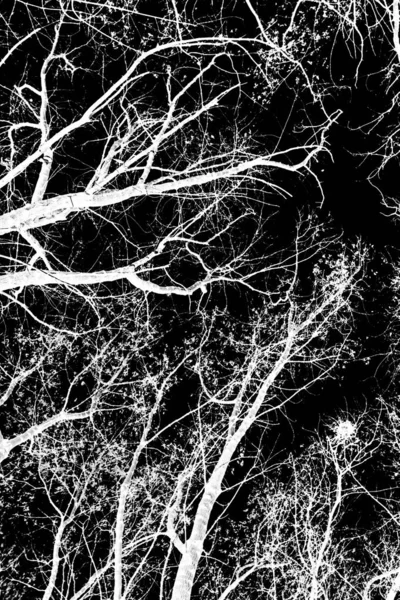 Branches Arbre Silhouette Blanche Sur Fond Noir — Photo