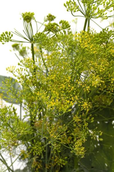 Färsk Dill Blommor Vit Bakgrund — Stockfoto