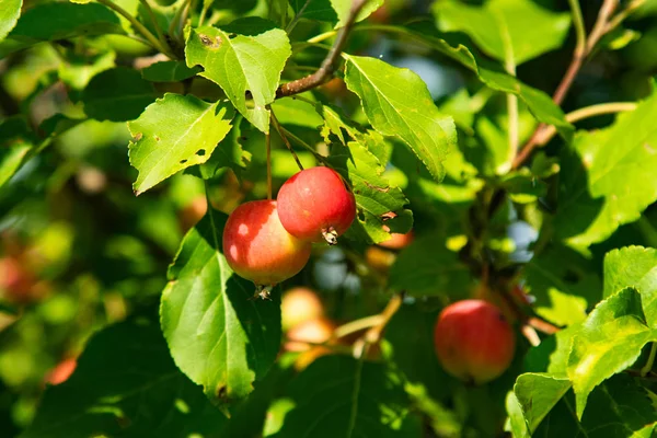 Piccole Mele Mature Sull Albero — Foto Stock