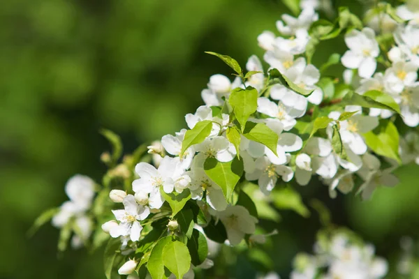 Manzano Flor Paisaje Naturaleza — Foto de Stock