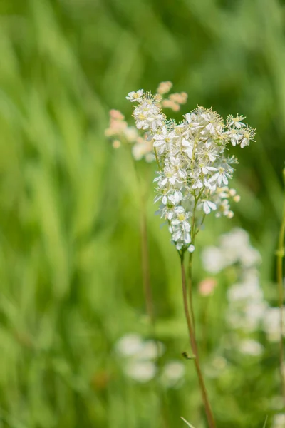 Anthriscus Sylvestris Sobre Hierba Verde — Foto de Stock