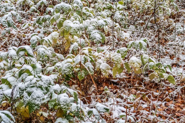 Φθινοπωρινά Φύλλα Χόρτου Στο Χιόνι — Φωτογραφία Αρχείου