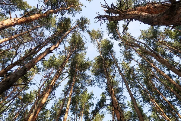 Vista Del Bosque Pinos Desde Fondo Hasta Cielo —  Fotos de Stock