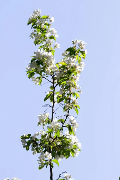 Flores Blancas Manzana Primer Plano Naturaleza Paisaje —  Fotos de Stock