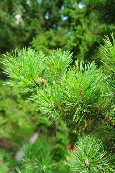 Büyük Yeşil Bir Ağaç Ladin Iğne — Stok fotoğraf