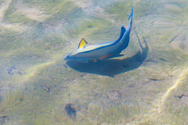 Vista Superior Los Peces Arrecife Desenfocado Por Agua —  Fotos de Stock