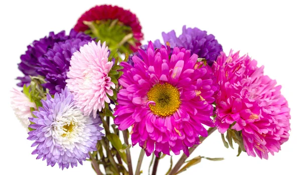 Aster Bloemen Geïsoleerd Witte Achtergrond — Stockfoto