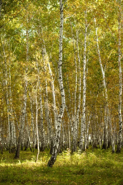 Żółty Brzoza Lasu Koniec Jesień Natura Krajobraz — Zdjęcie stockowe