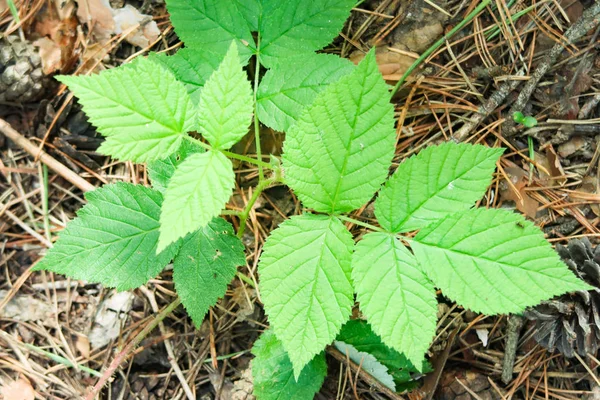 Jovem Framboesa Verde Folhas Closeup — Fotografia de Stock