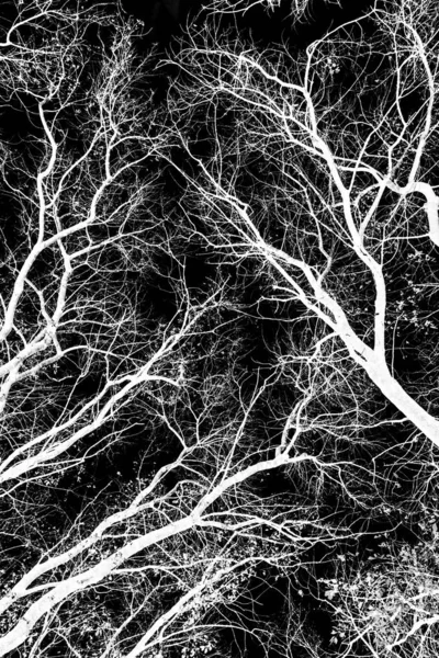 Tree Branches White Silhouette Black Background — Stock Photo, Image