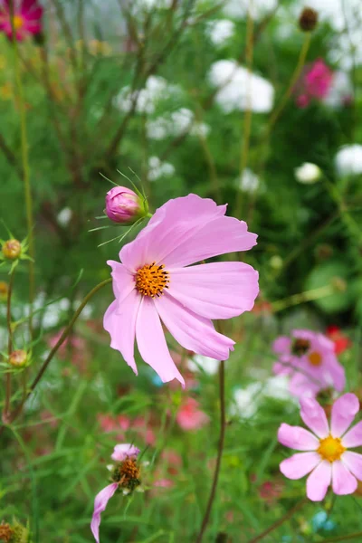 Piękne Kwiaty Natura Park — Zdjęcie stockowe