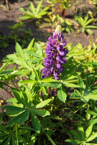 緑の草の中の紫色の花 — ストック写真