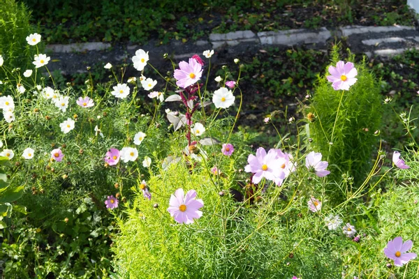 Světlé Květiny Cosmos Přírodní Krajina — Stock fotografie