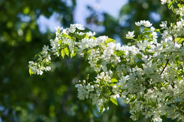 Apple Tree Bloom Landscape Nature — Stock Photo, Image