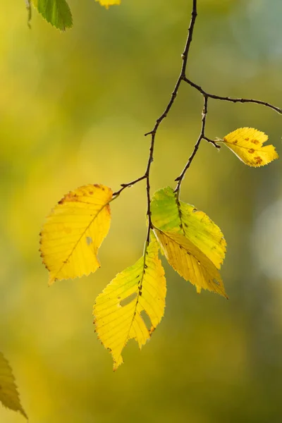 Otoño Amarillo Verde Hojas Primer Plano Paisaje —  Fotos de Stock