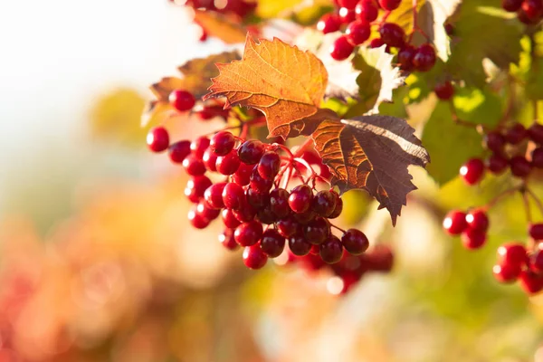 Frutos Del Viburno Naturaleza Del Árbol — Foto de Stock