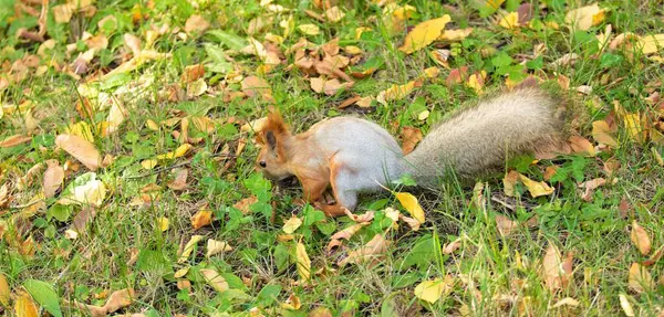 Rotes Eichhörnchen Der Waldnatur — Stockfoto