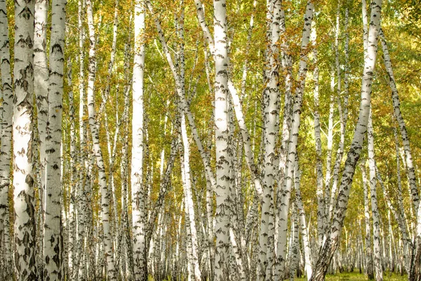 Bosque Abedul Amarillo Paisaje Natural Finales Otoño — Foto de Stock