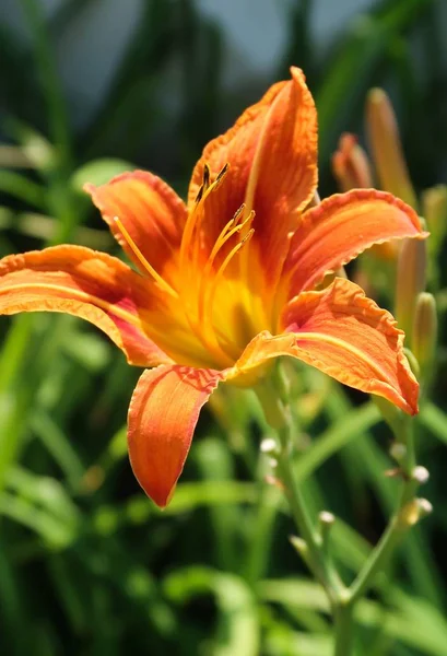 Fiore Giglio Arancione Natura — Foto Stock