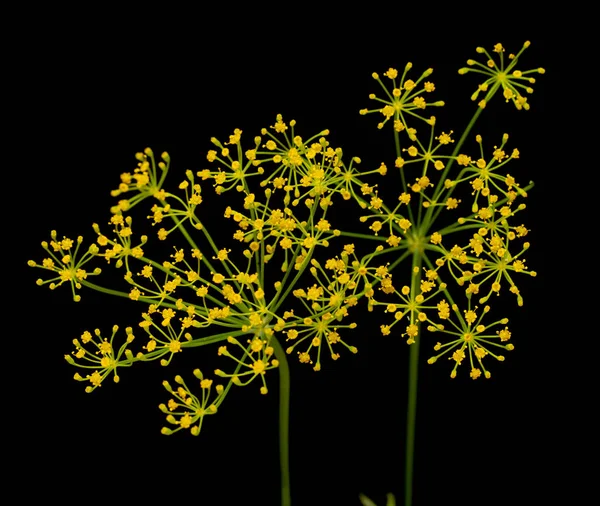Свежие Цветы Укропа Черном Фоне — стоковое фото