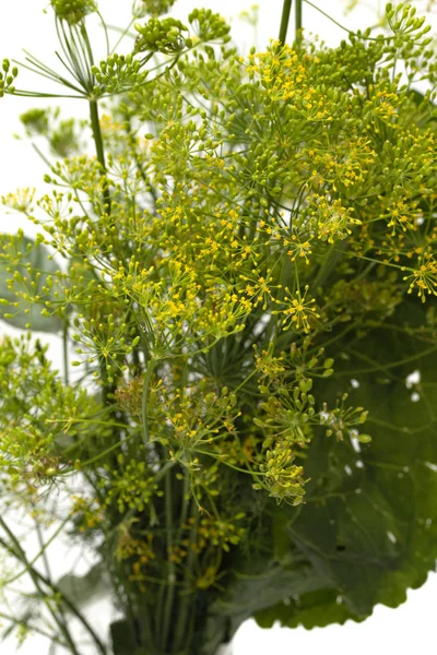 fresh dill flowers on white background