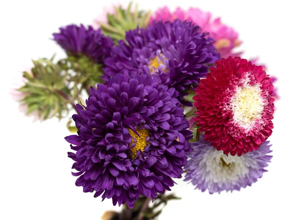 Aster Fiori Isolati Sfondo Bianco — Foto Stock