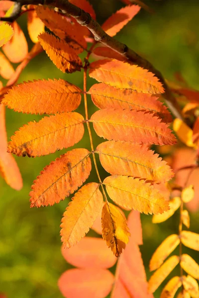 秋の森は 落葉樹 — ストック写真