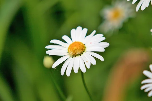 Witte Madeliefje Bloemen Het Gras — Stockfoto