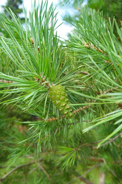 Large Green Needles Tree Spruce — Stock Photo, Image