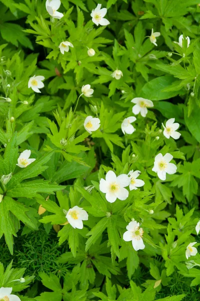 White Flowers Wood Anemone Windflower Green Foliage — Stock Photo, Image