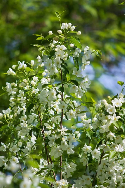 Apple Tree Bloom Landscape Nature — Stock Photo, Image