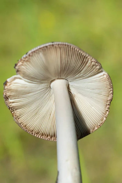蘑菇在树林里特写 — 图库照片