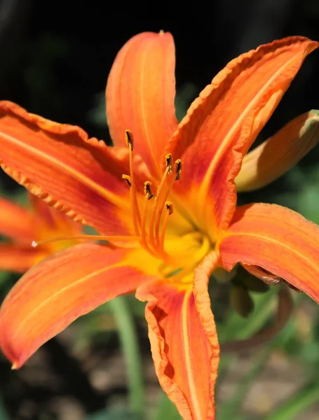 Fiore Giglio Arancione Natura — Foto Stock