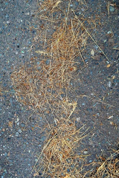 Żółty Trawy Tle Asfaltu — Zdjęcie stockowe