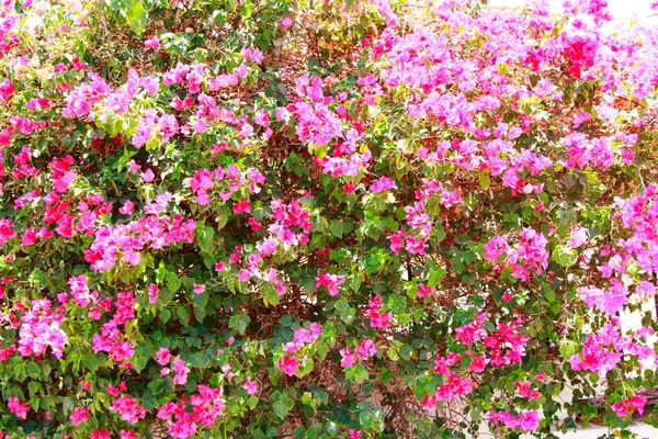 Heldere Bloemen Van Bougainvillea Landschap — Stockfoto