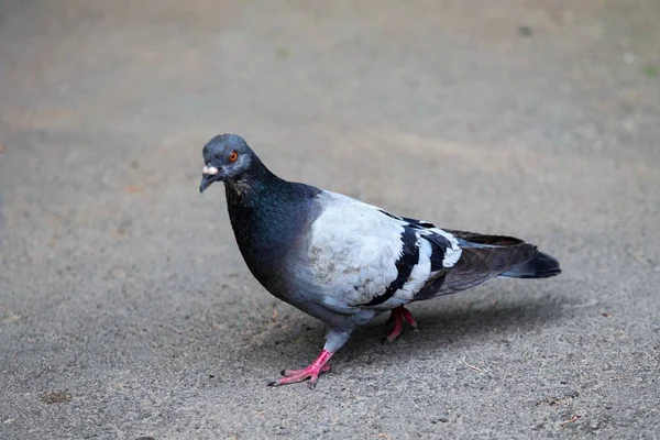 Blaue Taube Aus Nächster Nähe — Stockfoto