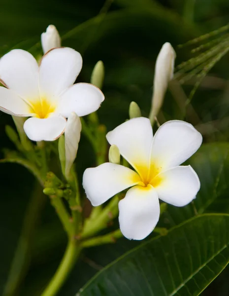 Bloemen Plumeria Witte Natuur — Stockfoto