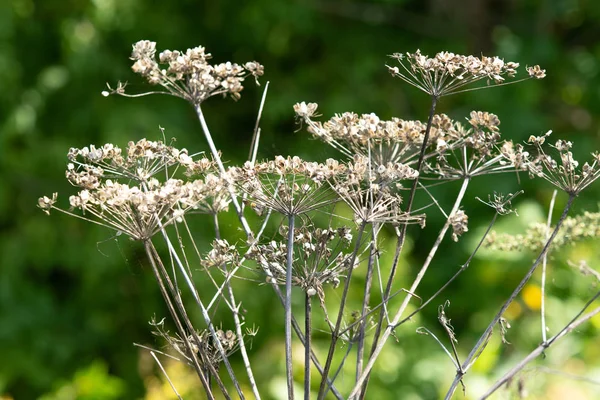 Dry Flower Dill Nature — Stock Photo, Image