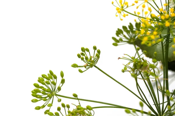 Färsk Dill Blommor Vit Bakgrund — Stockfoto